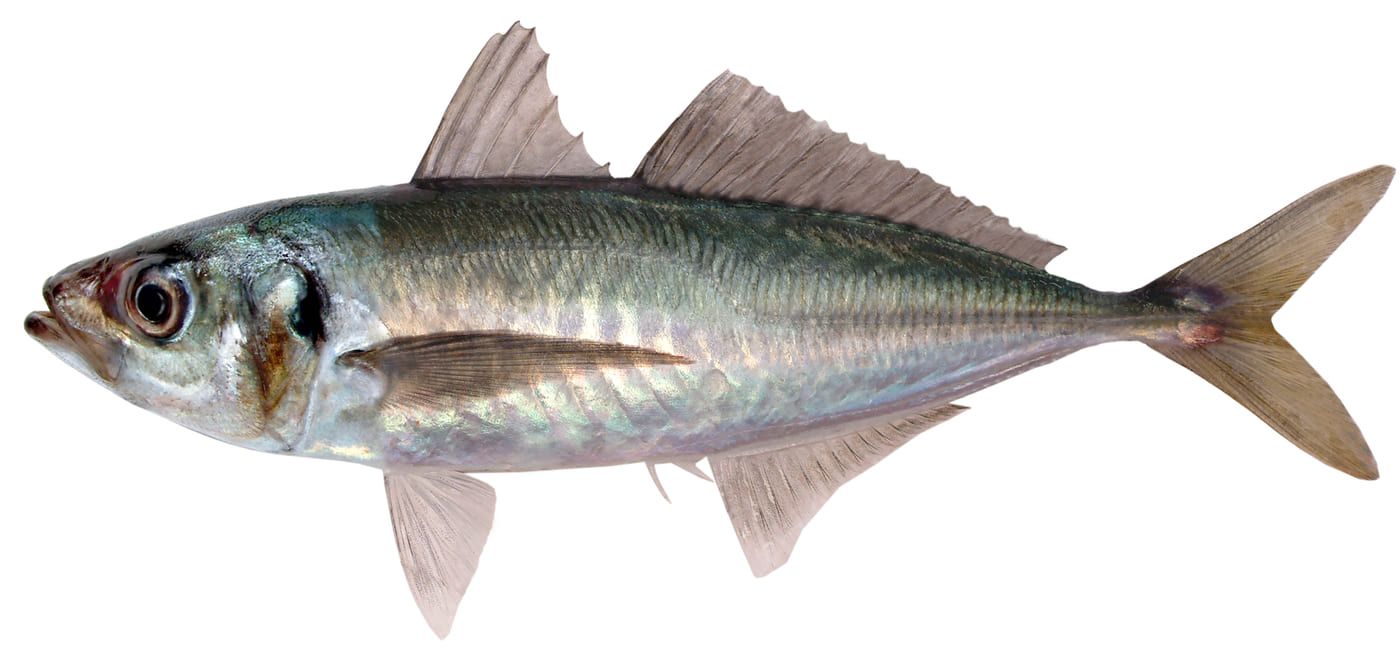 Jack Mackerel