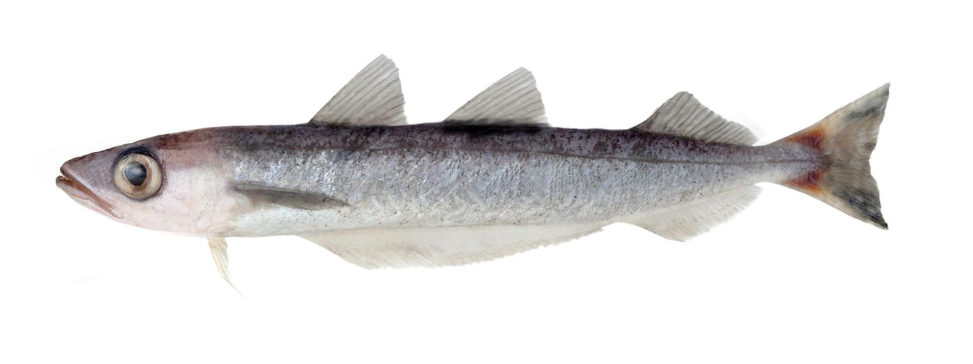 Southern blue whiting